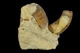 Ordovician, Oncoceratid (Beloitoceras) Fossils - Wisconsin #173947-1